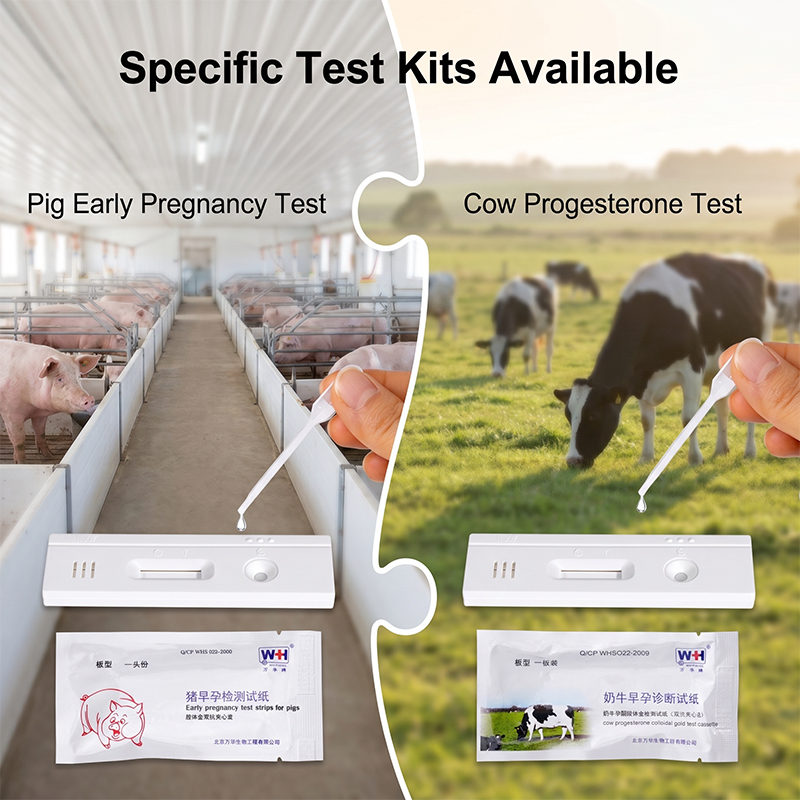 Veterinary Syringe Gun - 10pcs Livestock Early Pregnancy Test Strips