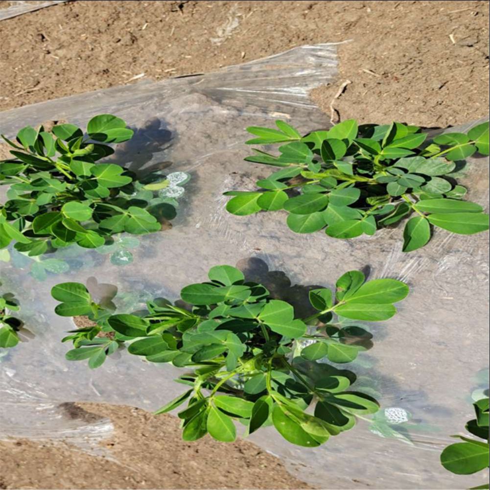 Trang Trại Nông Nghiệp Nhà Kín - đánh giá và giá Agriculture Farming Vegetables