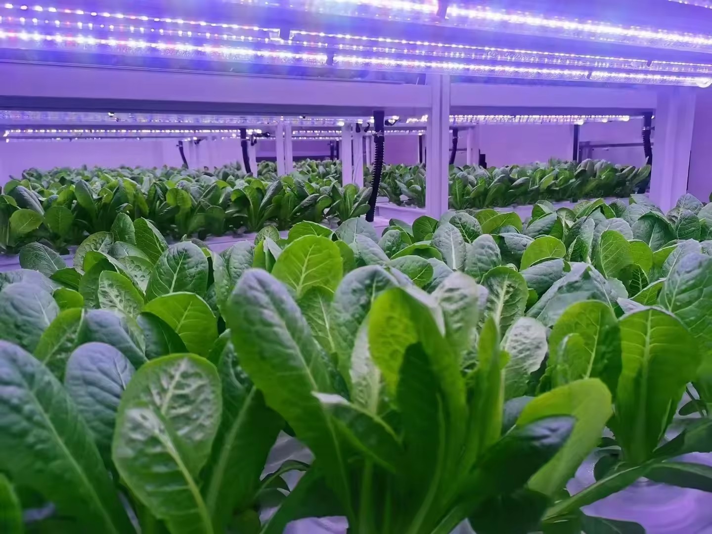 f Greenhouse Agricultural Equi - đánh giá và giá Agriculture Farming Vegetables