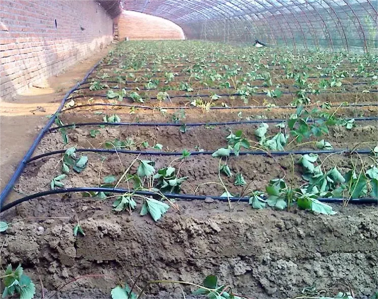 1HA Irrigation Kit Agricultura - đánh giá và giá Agriculture Farming Kit