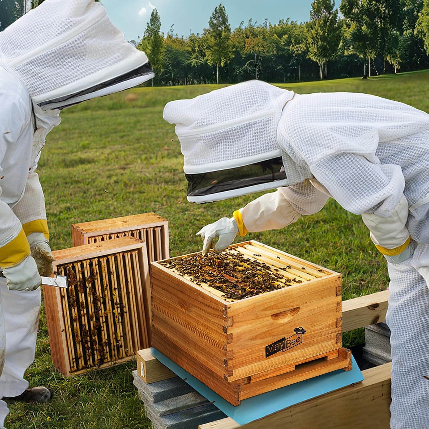 Beehive Starter Kit 8-Frame Be - đánh giá và giá Beehive Frame Wax
